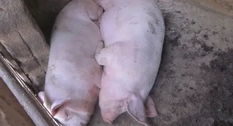 По 70 лева обезщетение за фермерите заради чумата по свинете По 70 лева обезщетение за фермерите заради чумата по свинете