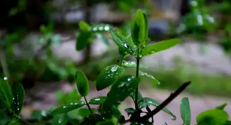 Облачно и хладно над Западна България, слънчево над Източна