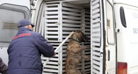 Озверял питбул държи под ключ цяло село