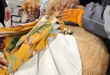 Районна прокуратура се самосезира за случая с простреляното куче в Общински приют за безстопанствени животни – Русе Районна прокуратура се самосезира за случая с простреляното куче в Общински приют за безстопанствени животни – Русе