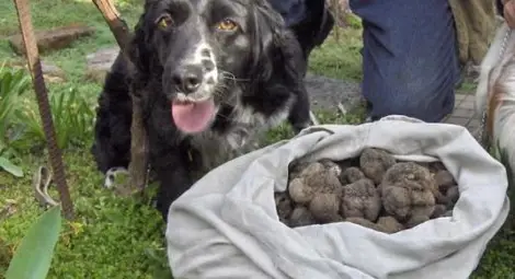Куче за трюфели откри антично сребърно съкровище