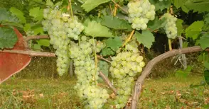 „Образцов чифлик“ представи два нови сорта устойчиви на студ и мана лози
