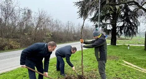 Кметът Пенчо Милков се включи в засаждането на 70 чинара по бул. &bdquo;България&ldquo;