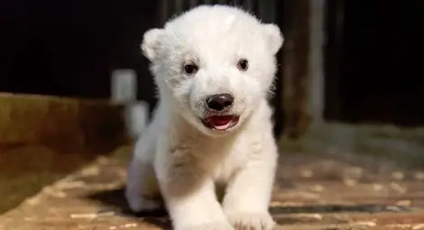 Мечето Фриц е новата атракция на Берлин Мечето Фриц е новата атракция на Берлин