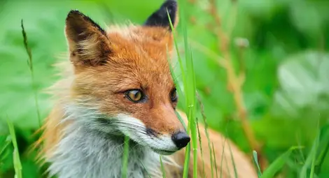 Хвърлят на хищници по въздуха кубчета ваксини срещу бяс