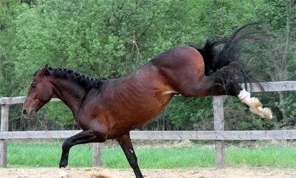 Конски ритник за малко не отнесъл главата на стопанина