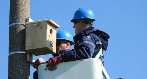 ЕРП Север и Българско дружество за защита на птиците успешно приключиха дейностите по поставяне на гнездилки за синявица и червенонога ветрушка