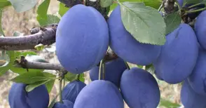 Костилкова оса унищожила  80% от сливовата реколта