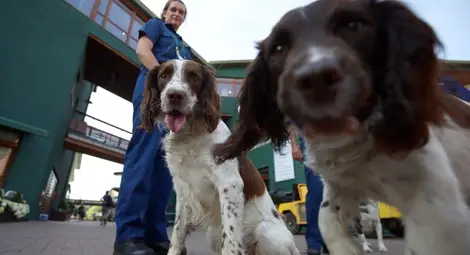 433 униформени ще работят в новата зоополиция