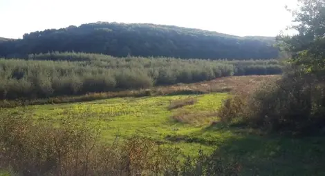 Попитай кмета: Чифлишкото езеро беше уникално място, а сега е змиярник