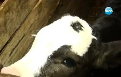 Роди се теленце с три очи