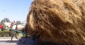 Натоварена със сено каруца играла руска рулетка в мрака