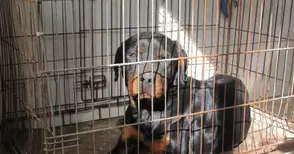 Безстопанствен ротвайлер в двора стресна училище