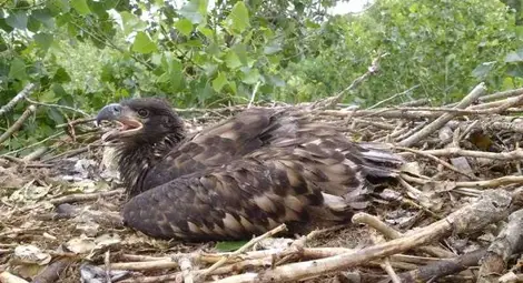 БДЗП опръстенява морски орли по река Дунав 