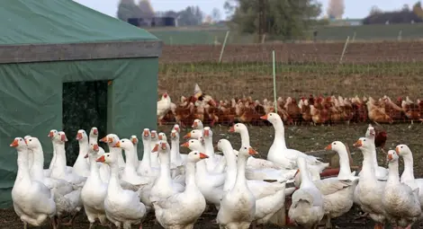 И в Хасковско откриха птичи грип