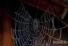 Паяжините са китарите на природата