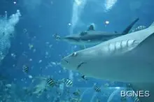 Казахстанец предлага брак сред акули Казахстанец предлага брак сред акули