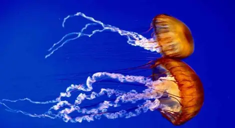 Зрението се появило преди 700 милиона години Зрението се появило преди 700 милиона години