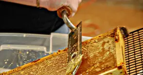 Одобрени са 1720 заявления  по пчеларската програма