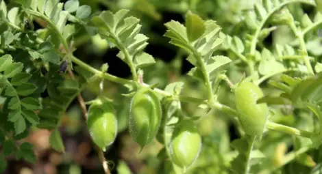 Екзотичният доскоро нахут става все по-интересен за земеделците