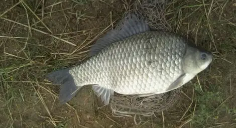 Лекари извадиха 22-сантиметрова каракуда от най-милото на пловдивчанка Лекари извадиха 22-сантиметрова каракуда от най-милото на пловдивчанка