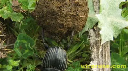 Торните бръмбари се ориентират по Млечния път