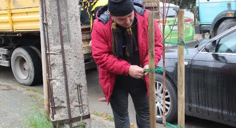 Над 100 фиданки вече са засадени по русенските улици