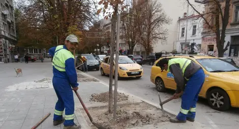 Къртят бетона, задушаващ дърветата по &bdquo;Борисова&ldquo;
