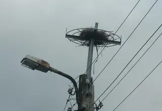 Късо съединение изгори гнездо на щъркели