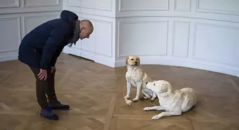 Стресът кара не само хората да побеляват, но и кучетата