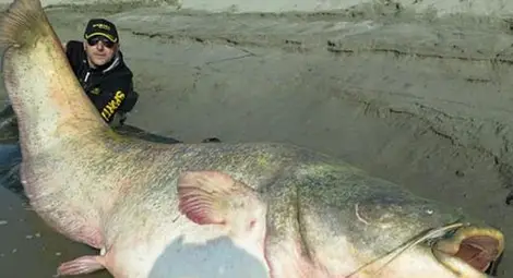 Италиански рибари хванаха сом-гигант