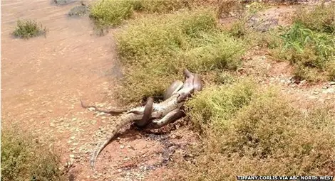 Змия погълна крокодил в Австралия /галерия/