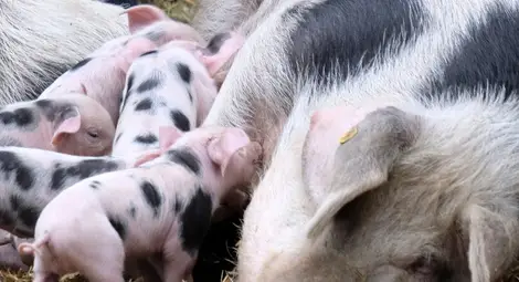 Стопани от Пазарджишко излизат на протест заради мерките срещу чумата