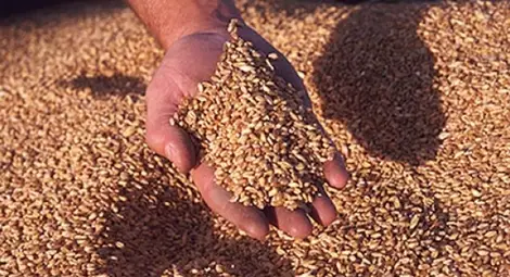 Търговци предричат тежка година за българското зърно