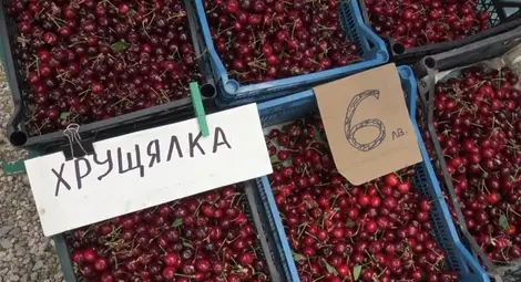 Ранните череши в Хасковско &ndash; около 7 лв. за килограм