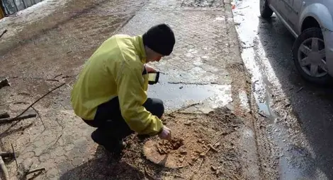 Превантивната сеч на дървета отново разгневи граждани
