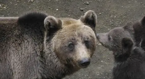 Мечките заспиват зимен сън, Белица затваря!