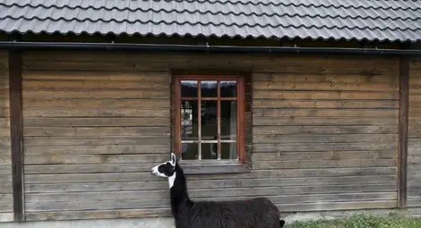 Ламата Уинтър ще спаси човечеството от COVID-19