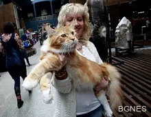 Котки за всеки вкус на изложба в "Земята и хората" Котки за всеки вкус на изложба в "Земята и хората"