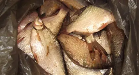Хванаха русенски бракониер да продава риба край Свищов Хванаха русенски бракониер да продава риба край Свищов