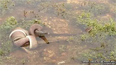 Змия погълна крокодил в Австралия /галерия/