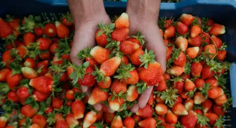 Ново искане: Диференцирана ставка на ДДС за български плодове и зеленчуци