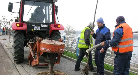 Млади фиданки сменят старите дънери по русенските улици