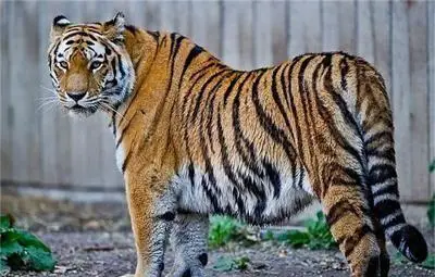 Упоиха избягалия от столичния зоопарк тигър Мъри