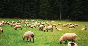 Пускат на търг над 4666 декара пасища