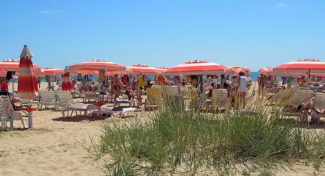 Традиционна българска билка цъфти по плажа на Албена