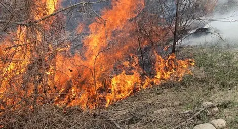 Две овце изгоряха в пожар от запалени сухи треви