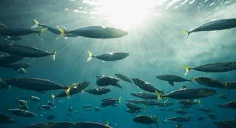 Окисляването на Световния океан вредно за рибната популация