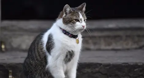 ДРАМА В БРИТАНСКИ МЕДИИ: Котаракът Лари спря да гони мишки 