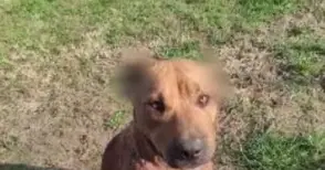 Бруталният насилник на куче светкавично изгонен от общинското си жилище